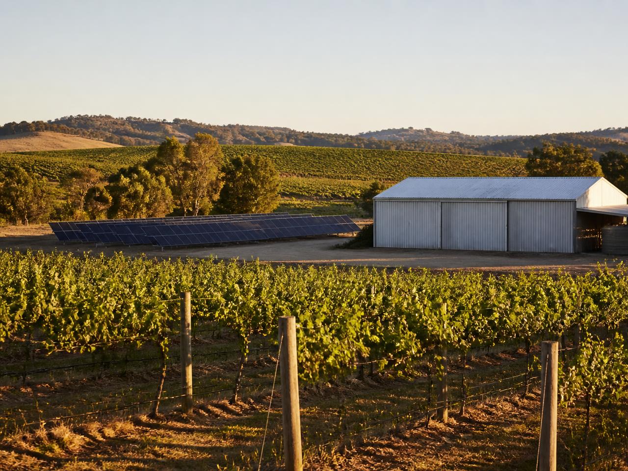 Vineyard rows beside a ground-mounted solar array on a regional Australian winery